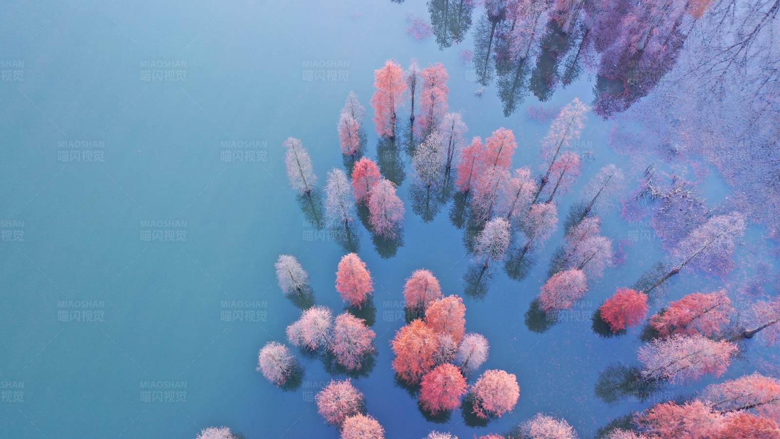 航拍深秋水上杉林倒影图图片