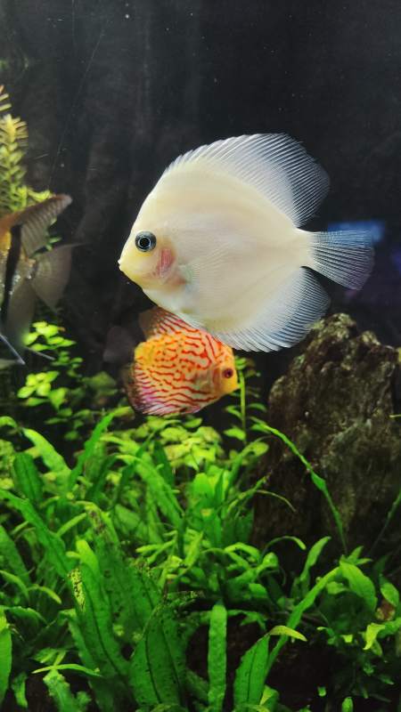 七彩神仙鱼雪玉热带鱼图片