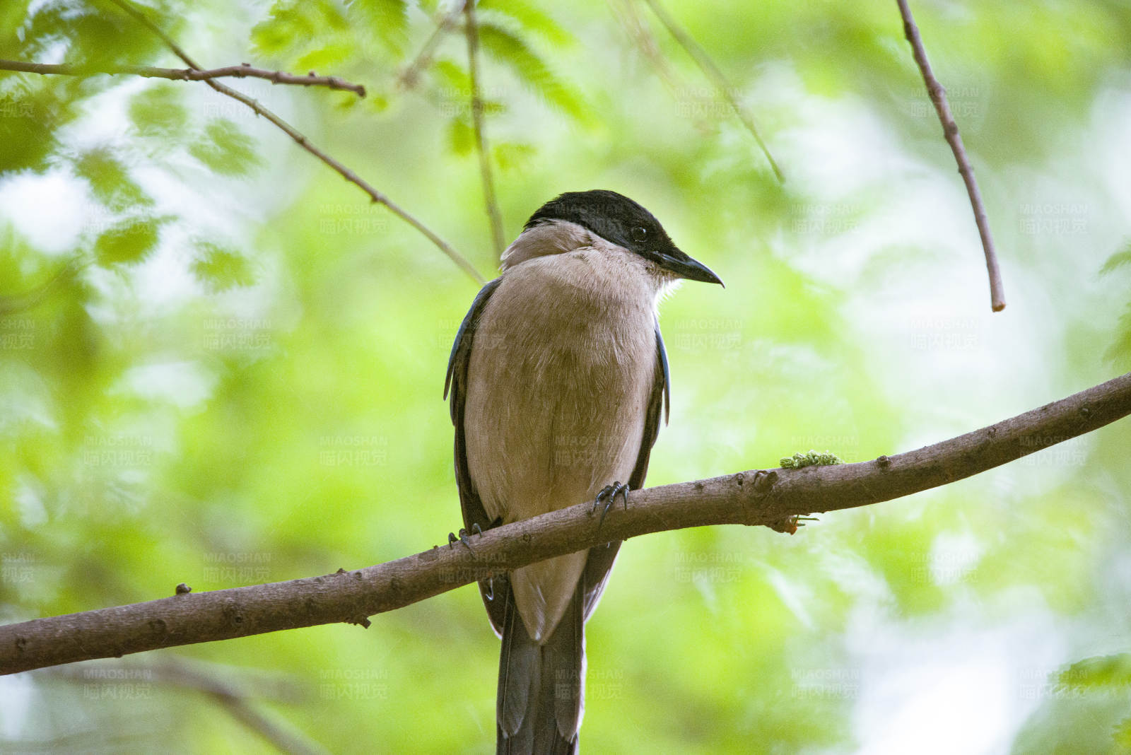 林间栖息的灰喜鹊图片