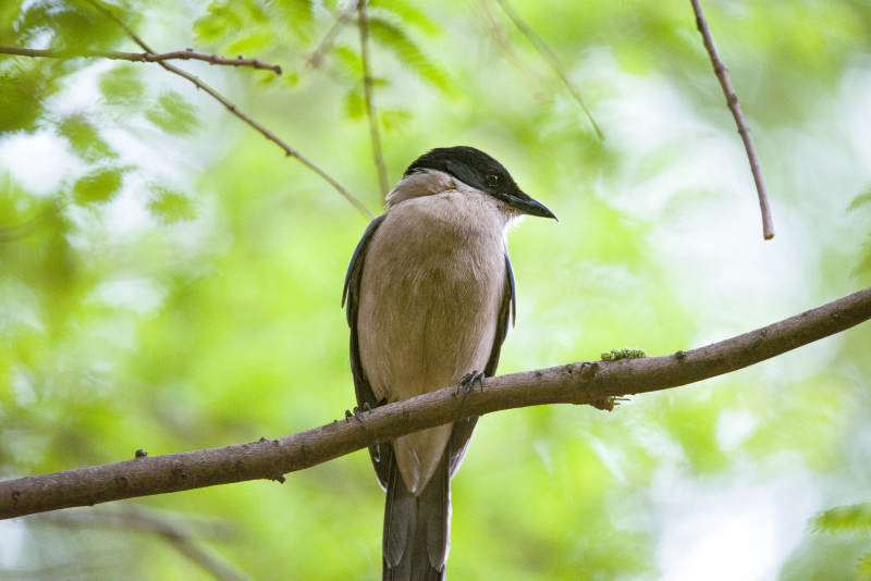 林间栖息的灰喜鹊图片