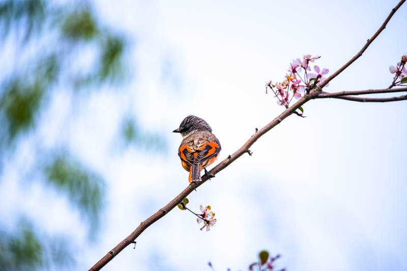 灰喉山椒鸟栖息在花枝上图片