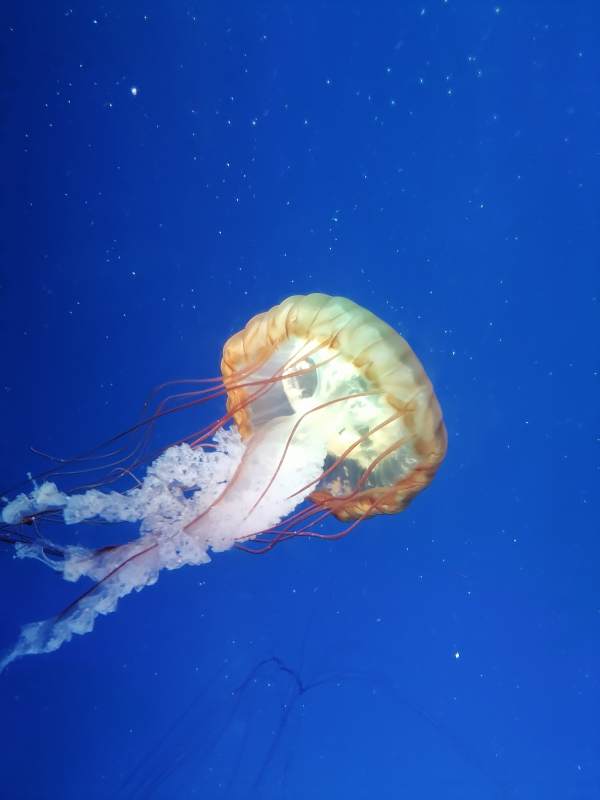 深海中的美丽水母图片