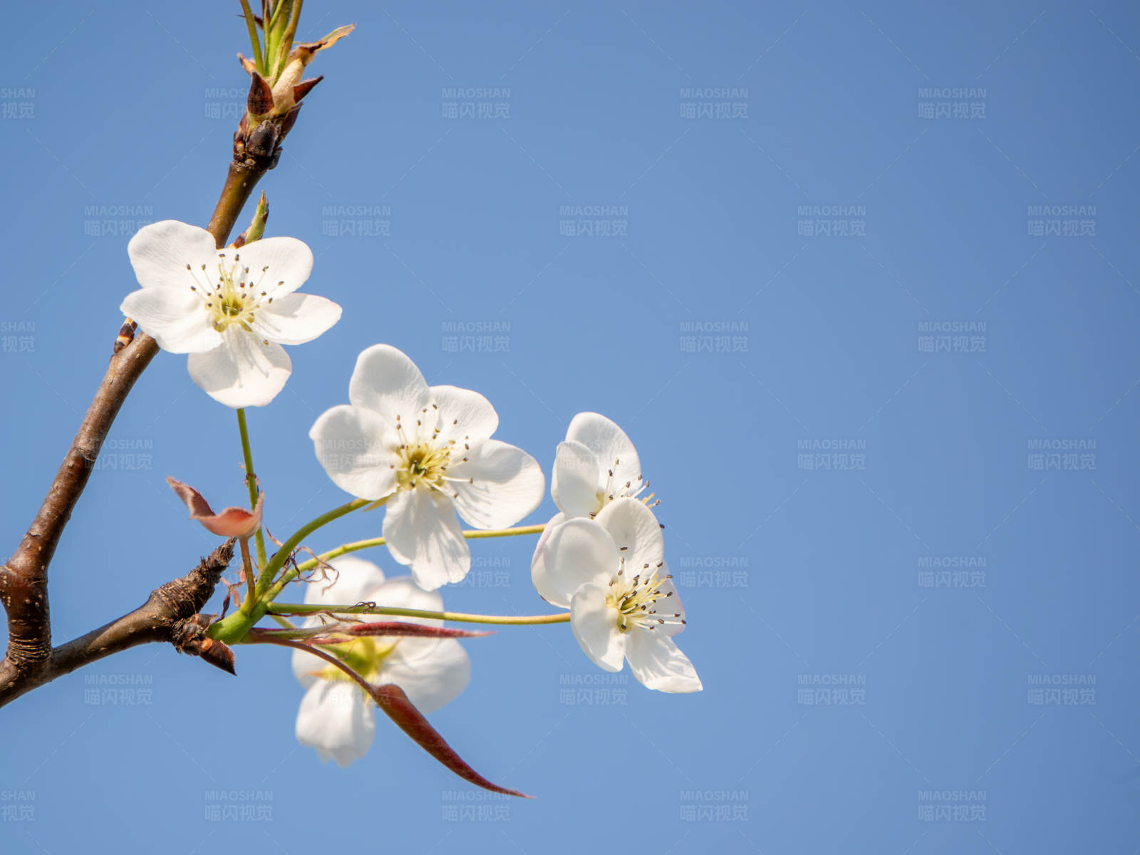 春日梨花开图片