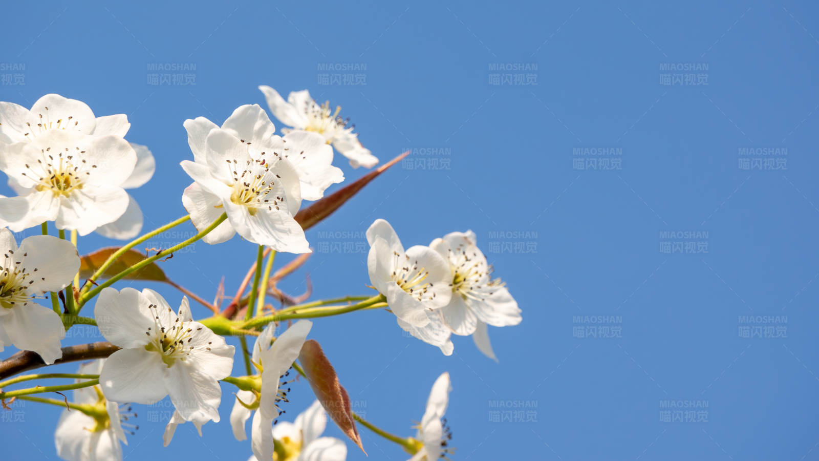春日梨花盛开图片