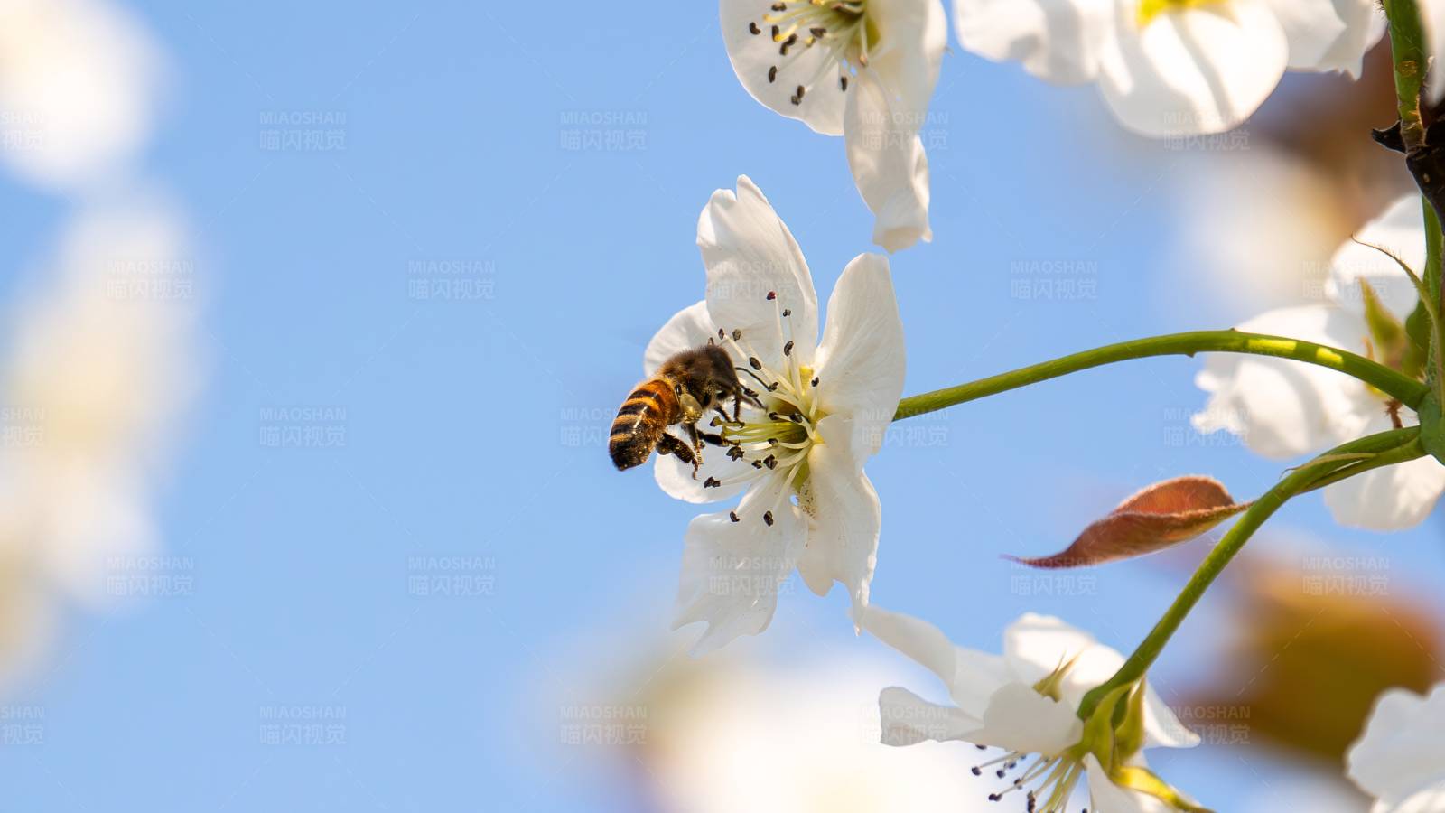 春天唯美 蜜蜂采花图片