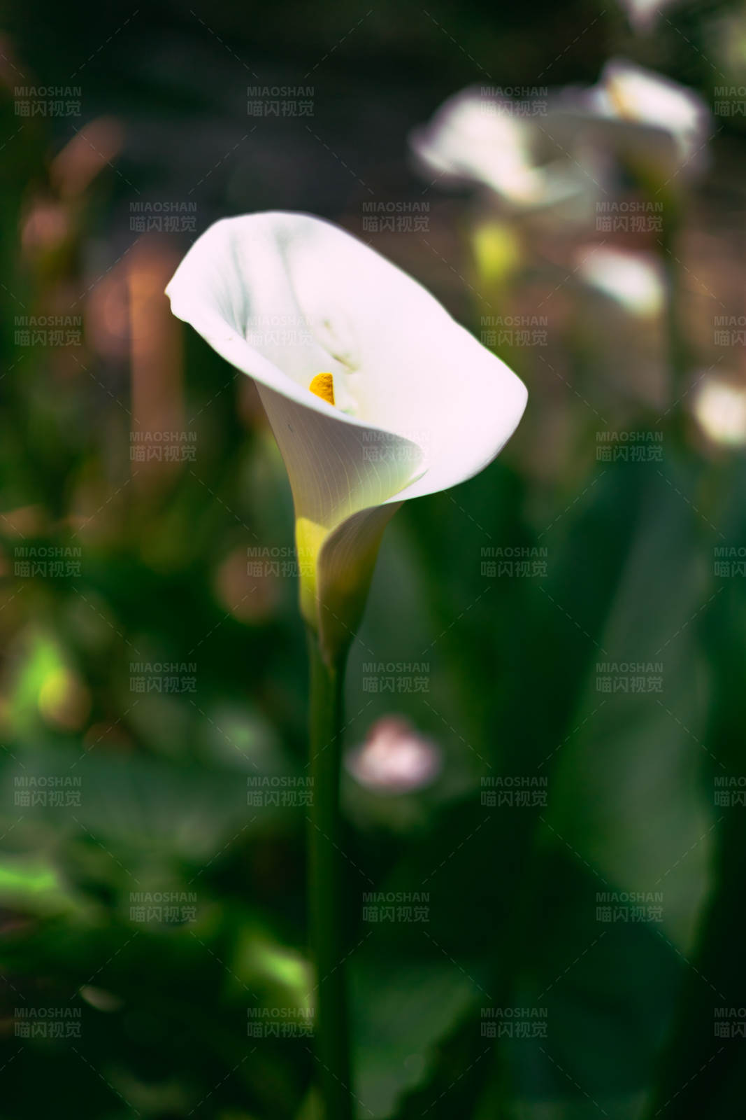 白色马蹄莲的优雅姿态图片