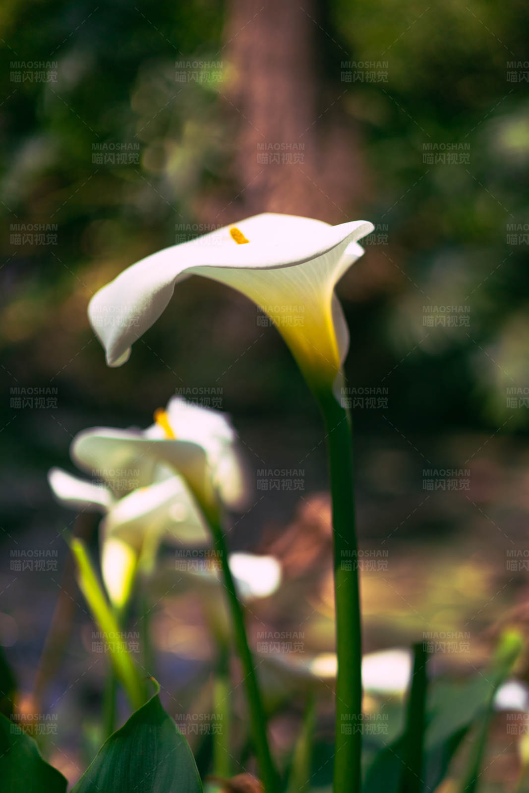 马蹄莲在阳光下绽放图片