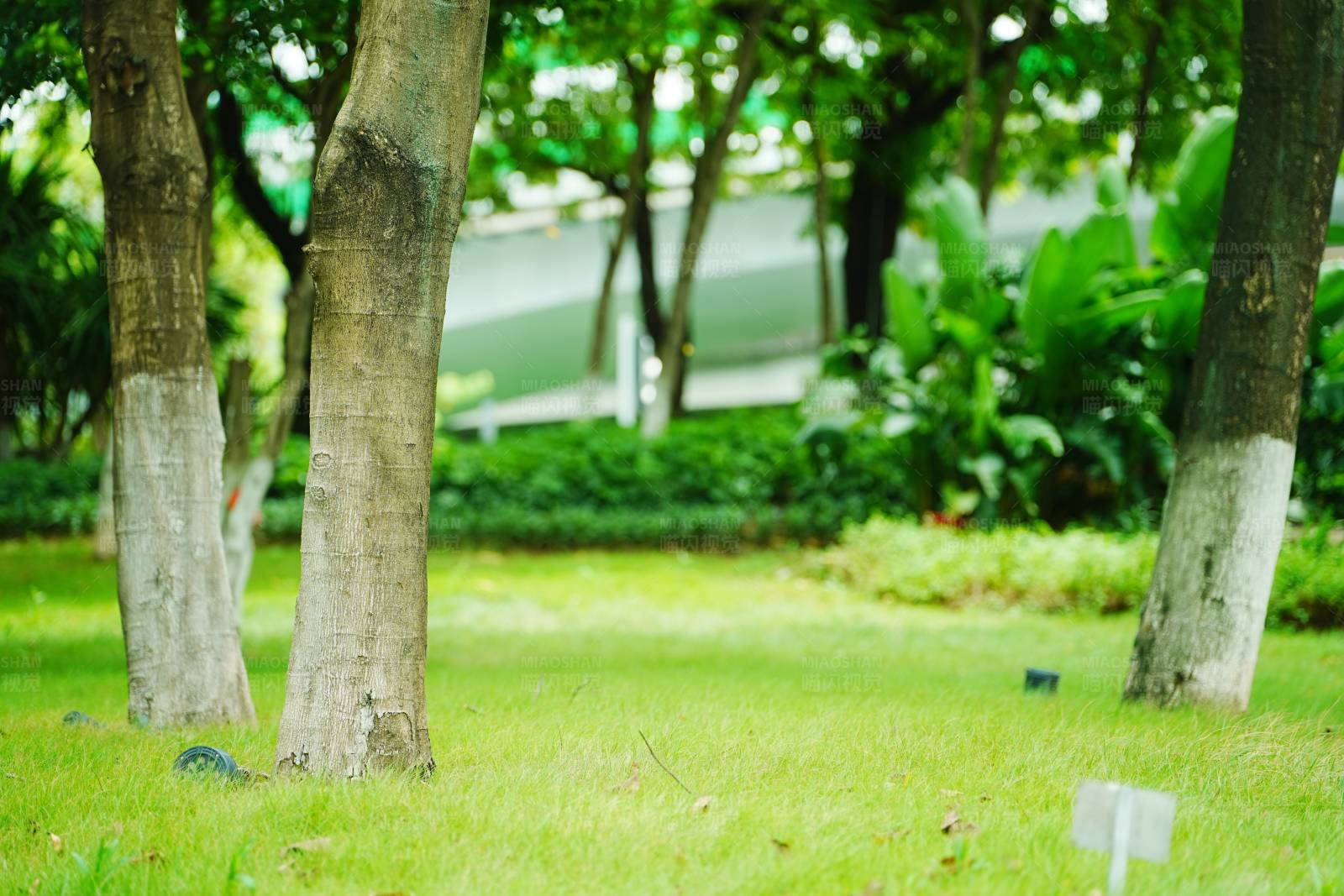 公园绿地树木图片
