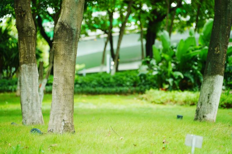 公园绿地树木图片