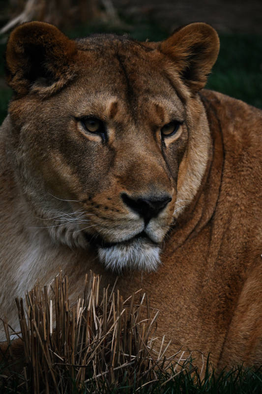 狮子的凝视图片