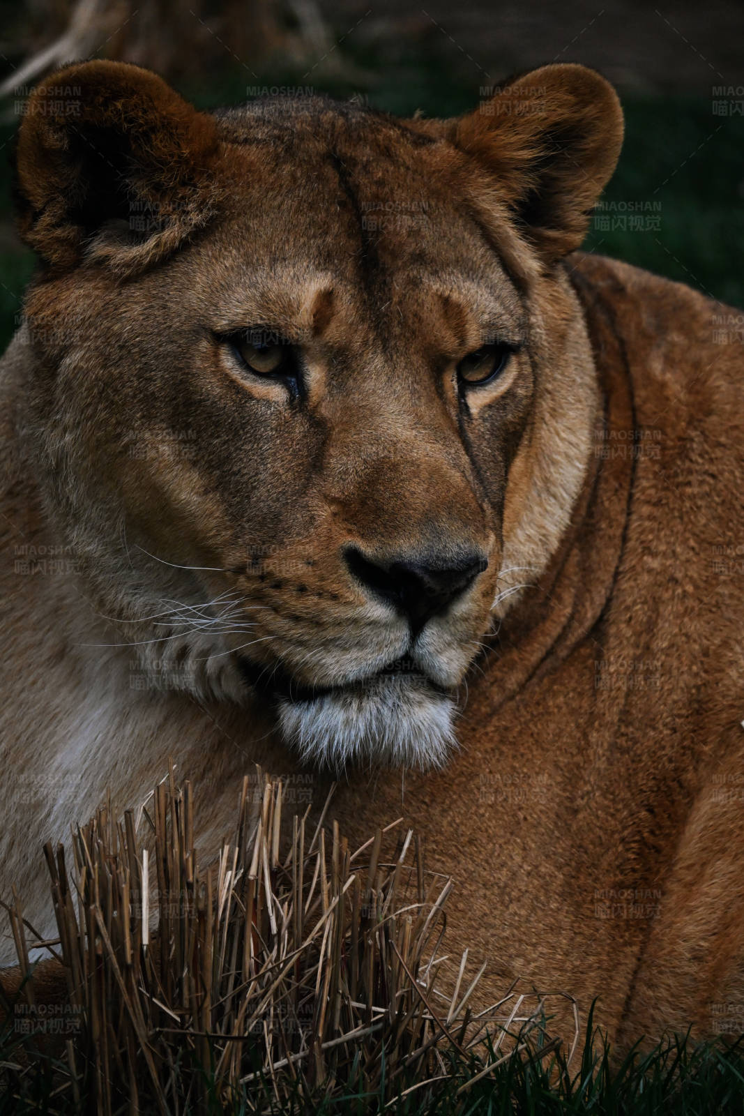 狮子的凝视图片
