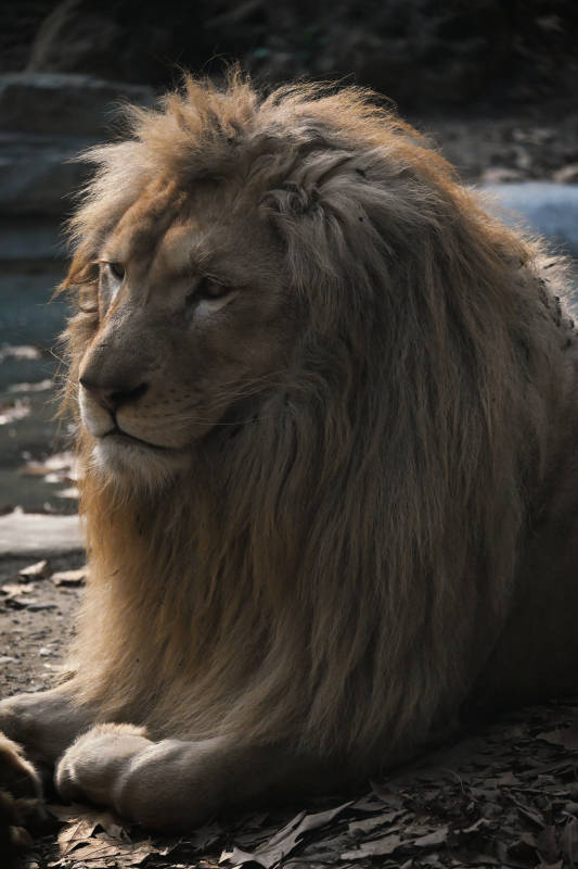 雄狮静坐 威严自现图片