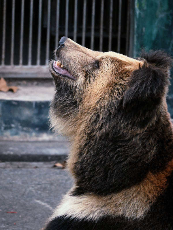 狗熊仰望图片
