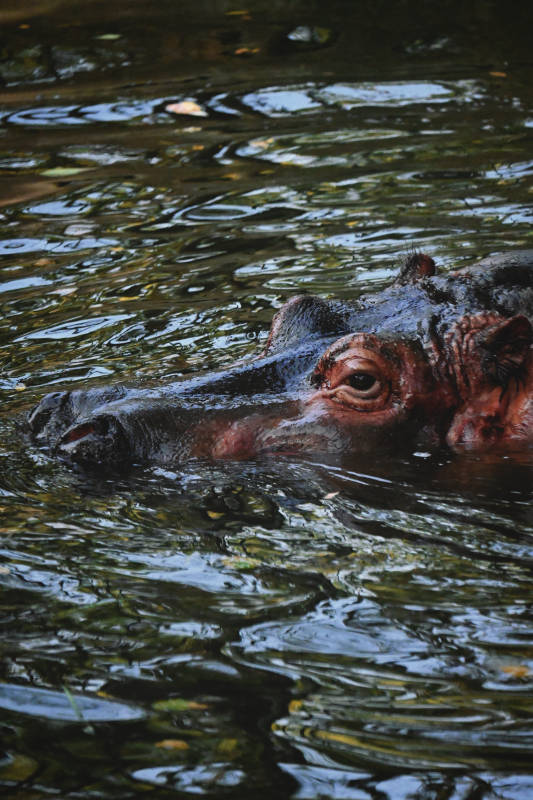 水中河马的凝视图片