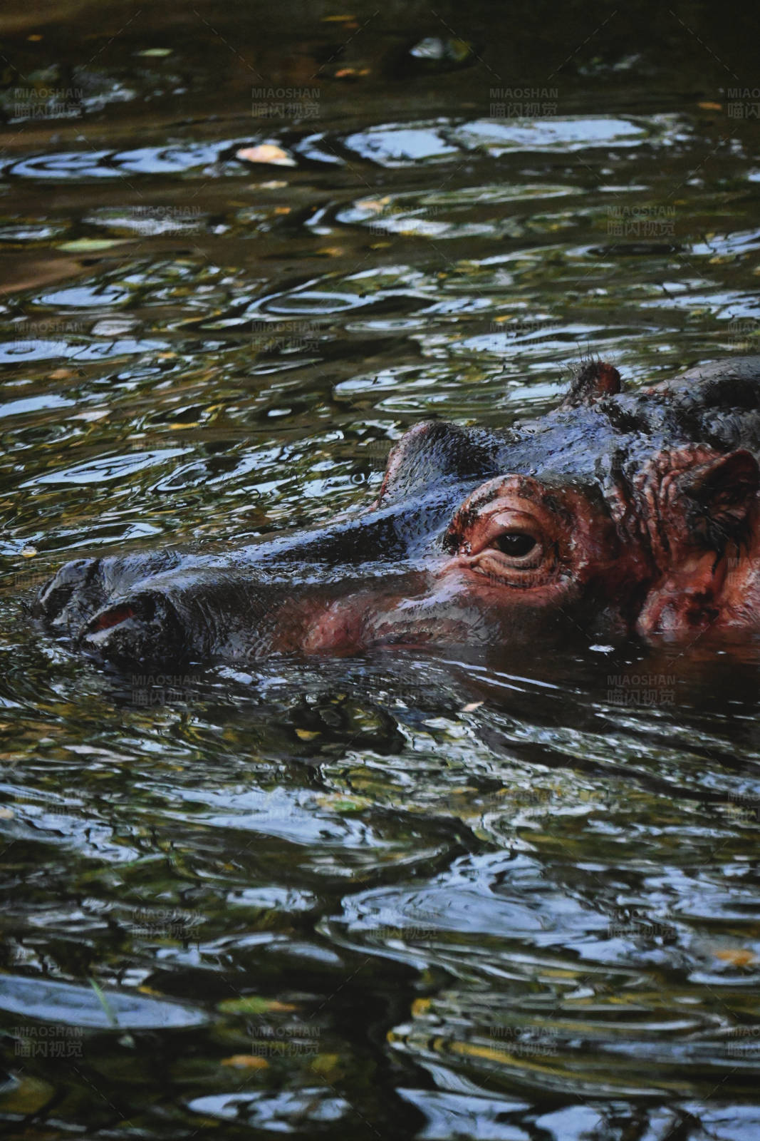 水中河马的凝视图片