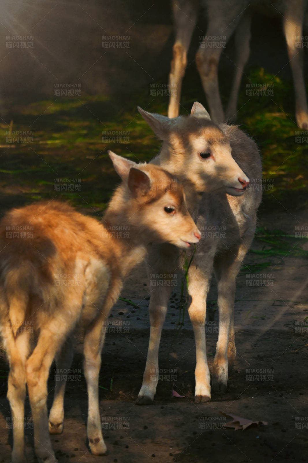 小鹿依偎在阳光下图片
