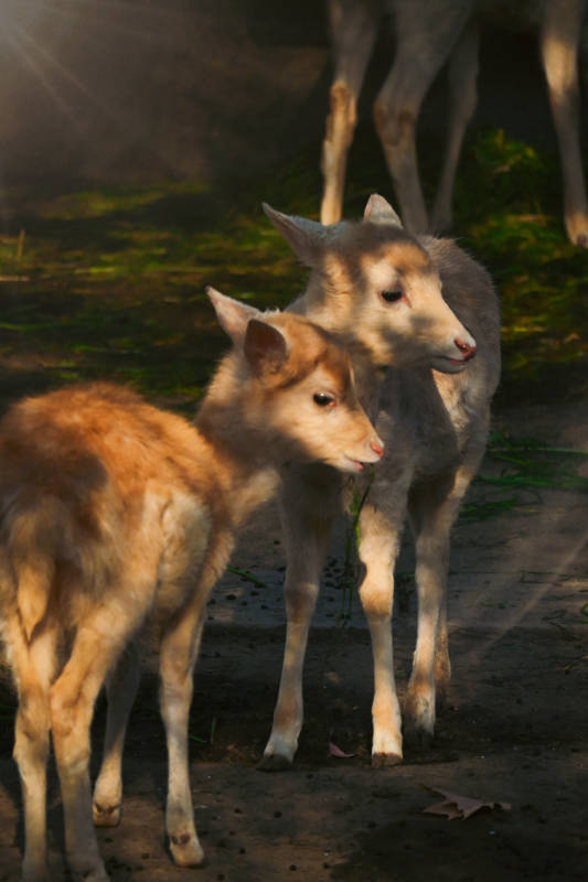小鹿依偎在阳光下图片
