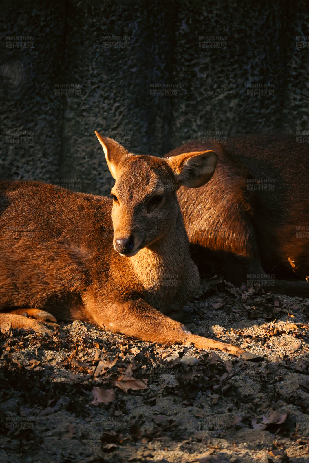 阳光下的鹿图片