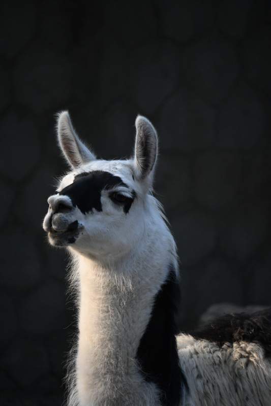 黑白相间的羊驼图片