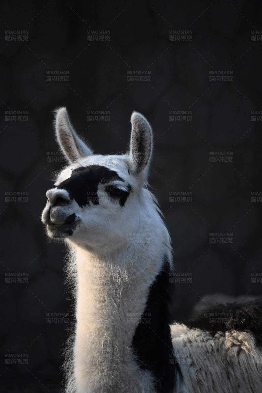 黑白相间的羊驼图片