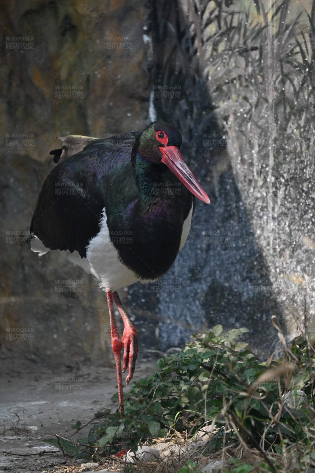 黑鹳栖息在岩石旁图片