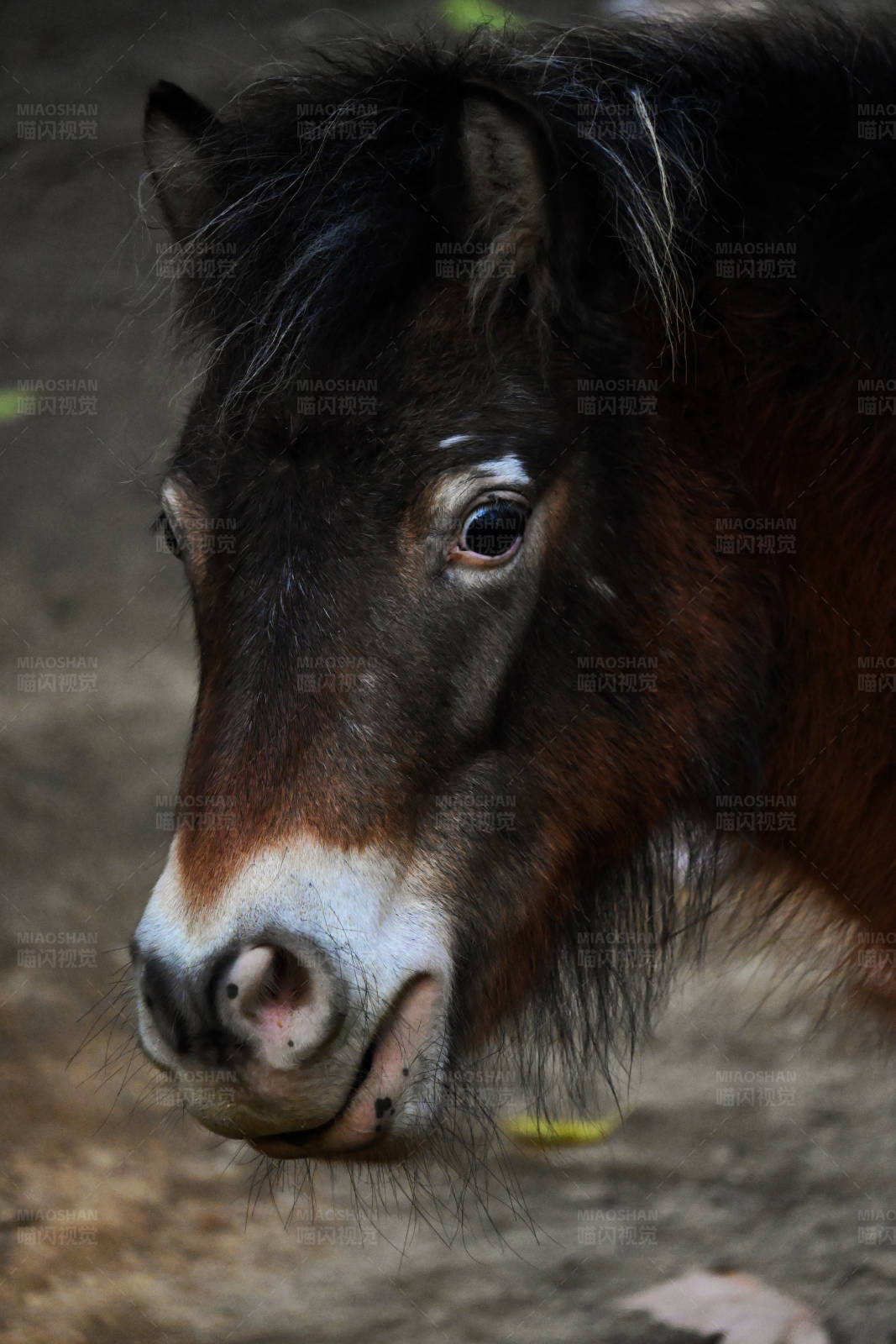 小马驹的特写镜头图片