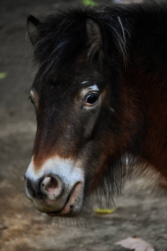 小马驹的特写镜头图片