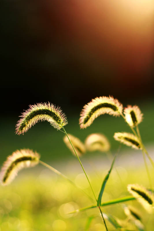 夕阳下的狗尾巴草图片