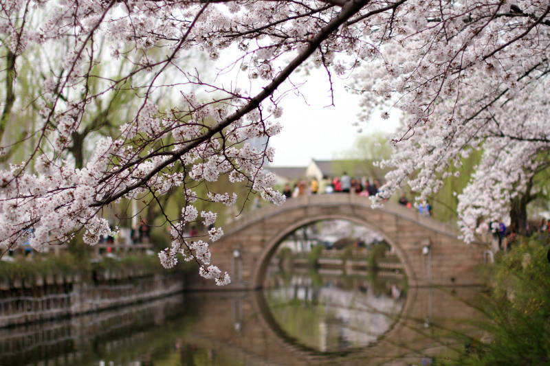 常熟琴川河畔樱花盛开图片