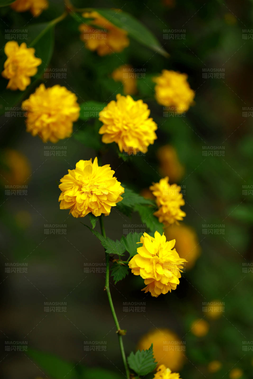 黄色花朵绽放图片