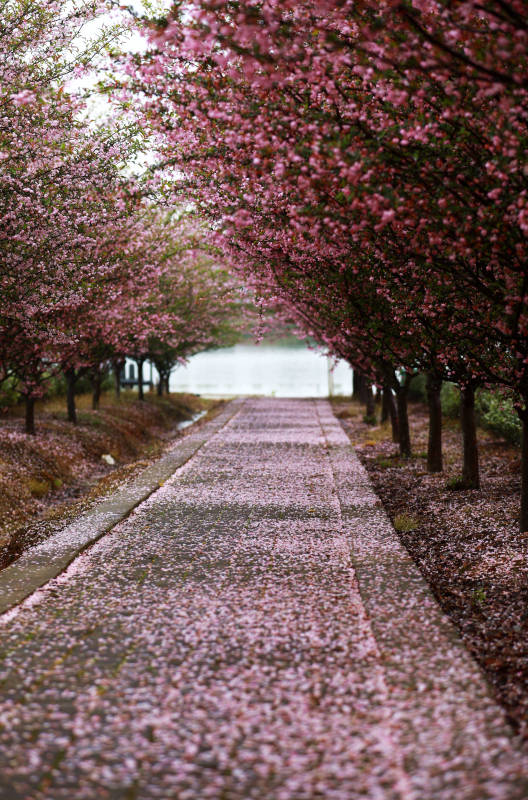 落满海棠花瓣的小路图片