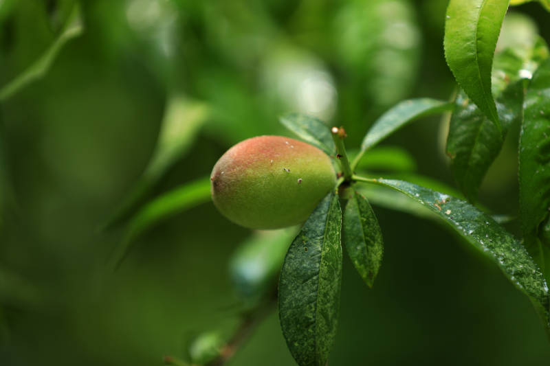 雨后未成熟 桃子挂枝头图片