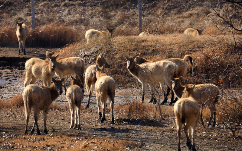 盐城大丰的野生麋鹿种群图片