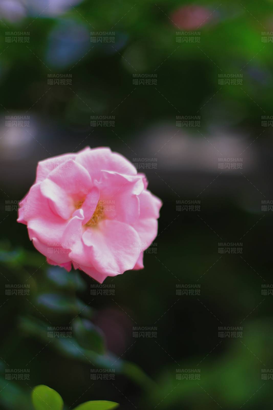 粉色蔷薇花图片