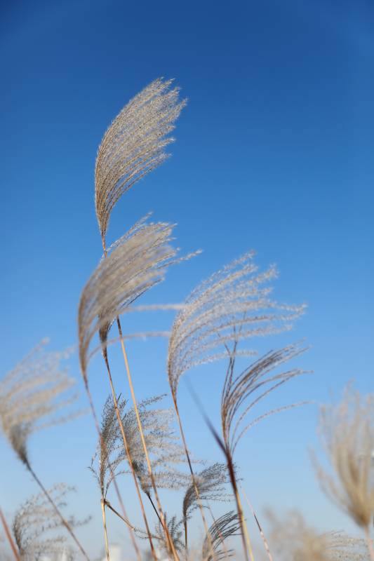 芦苇随风舞图片