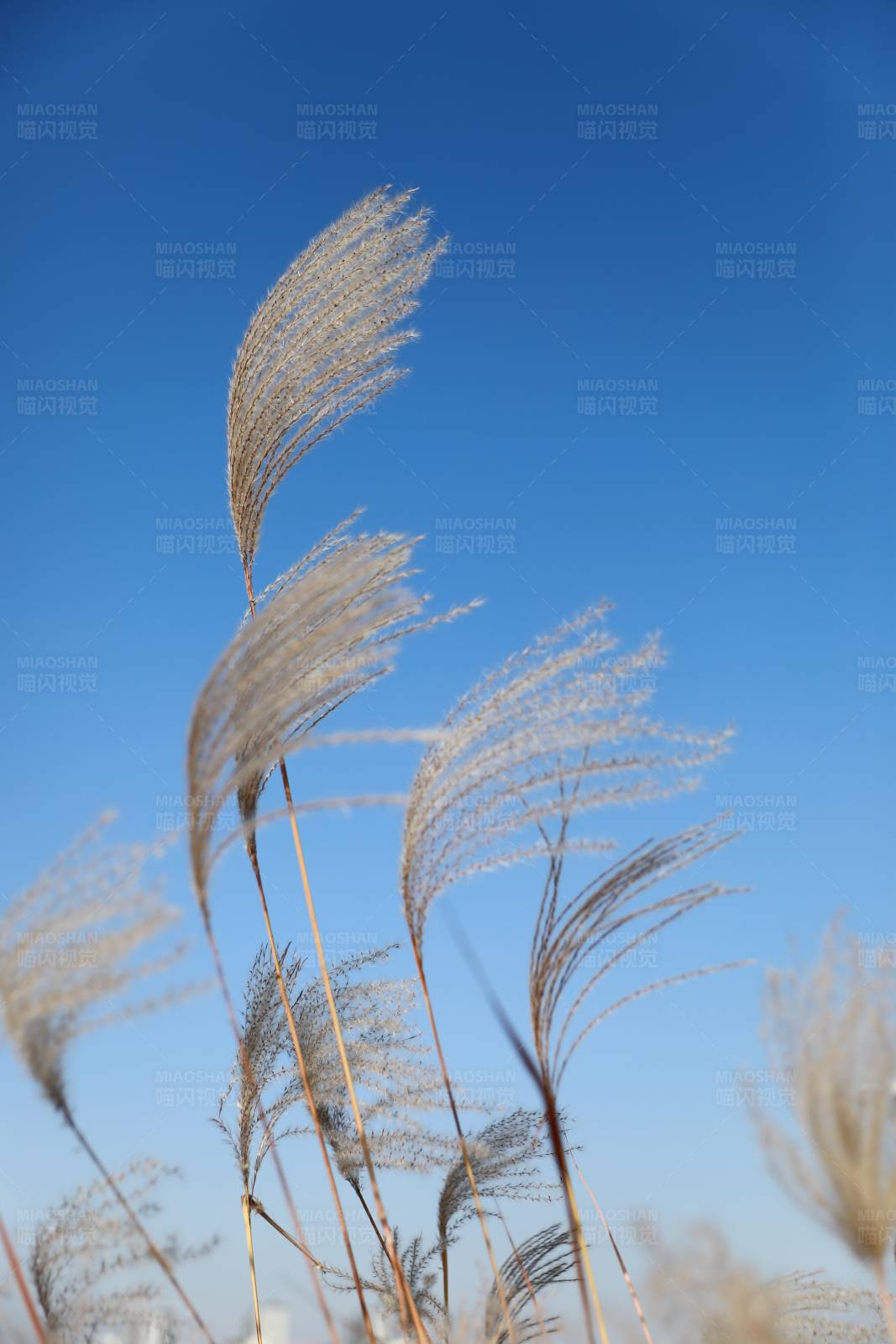 芦苇随风舞图片