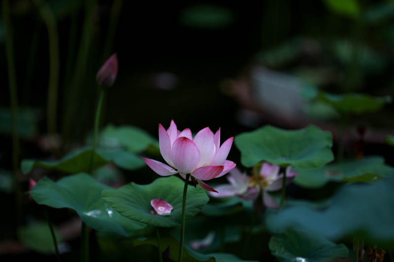 暗夜中的粉色荷花图片
