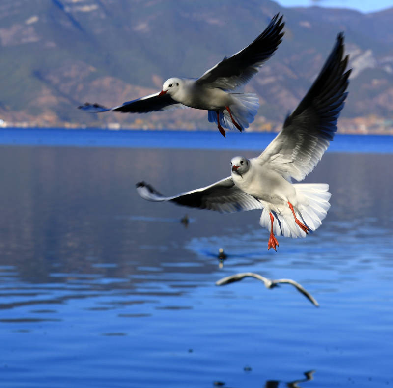 泸沽湖湖面翱翔的海鸥图片