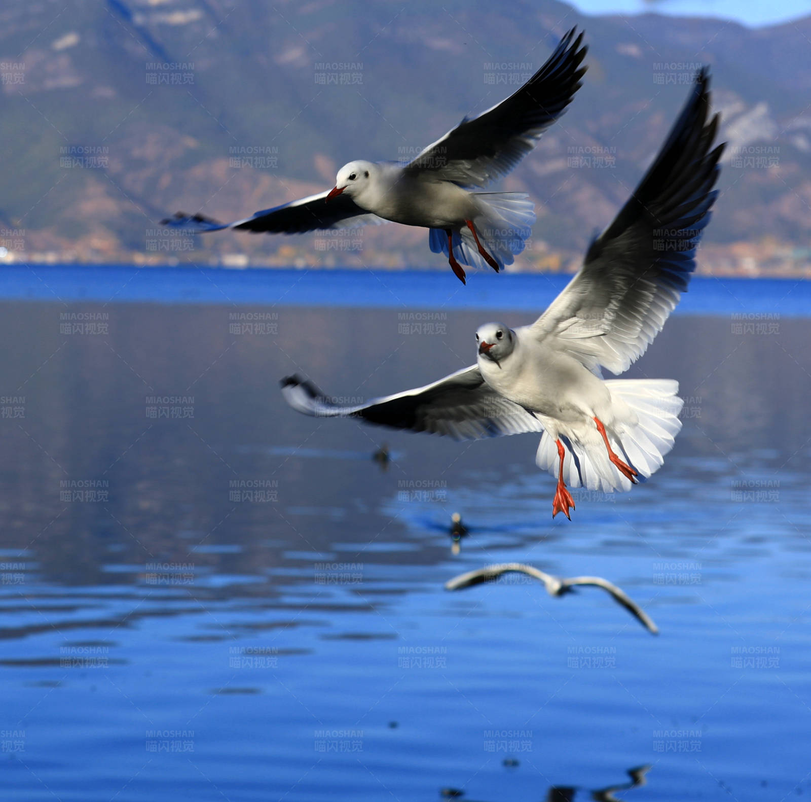 泸沽湖湖面翱翔的海鸥图片