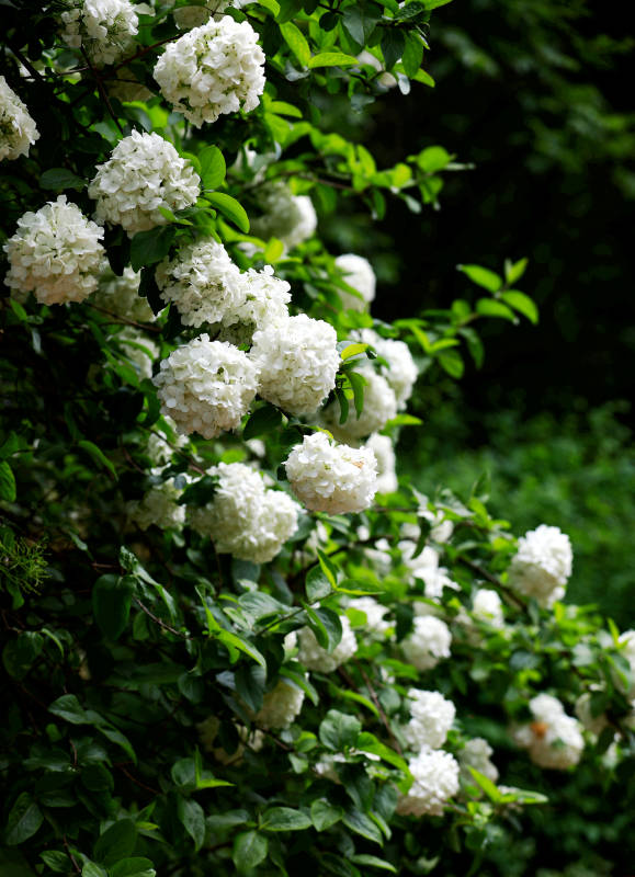 南京钟山植物园的白色绣球花海图片