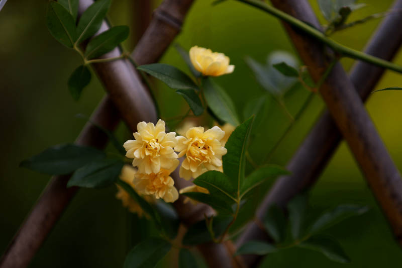 竹篱笆上的黄色木香花图片