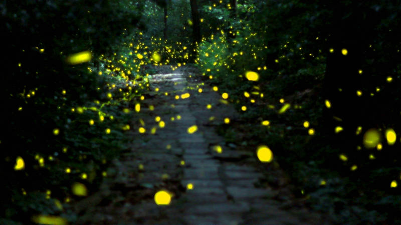 南京紫金山的萤火虫森林小径图片