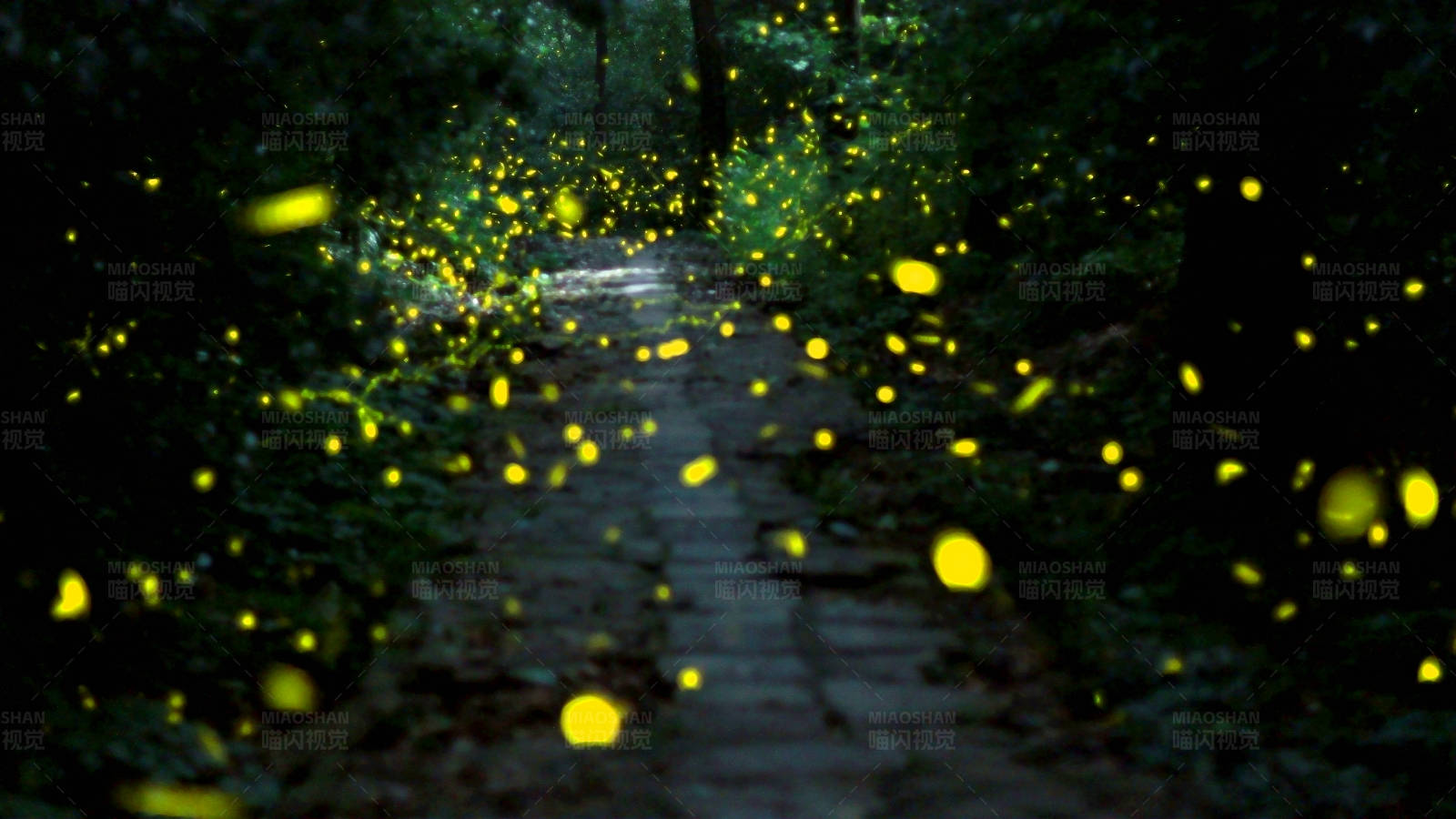 南京紫金山的萤火虫森林小径图片