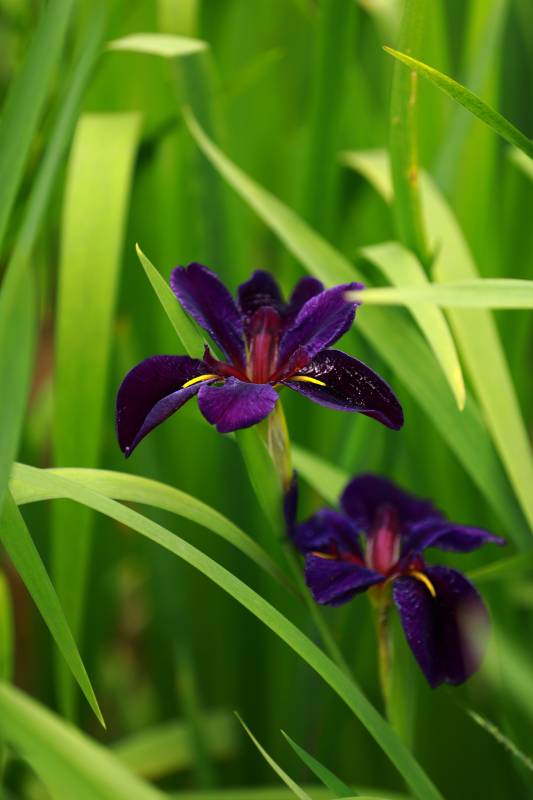 紫色鸢尾花图片