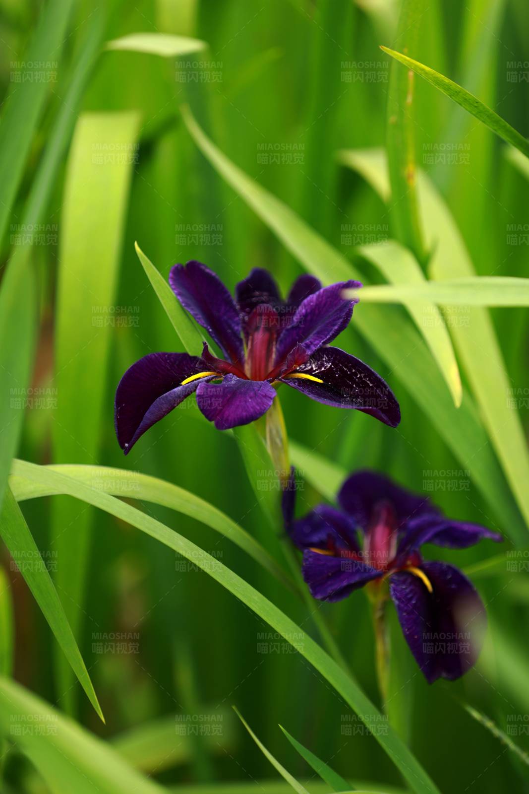 紫色鸢尾花图片