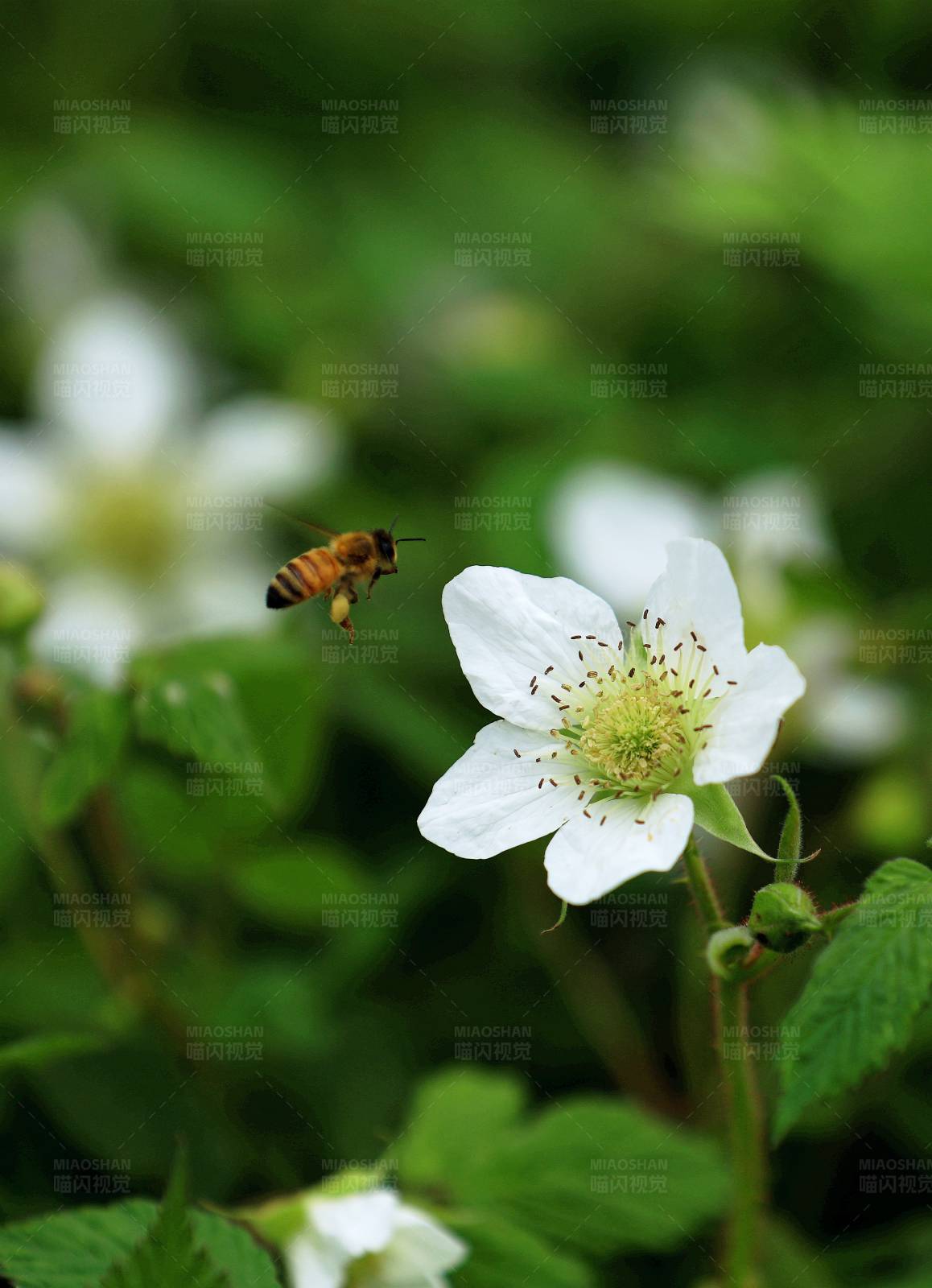 蜜蜂与草莓花图片