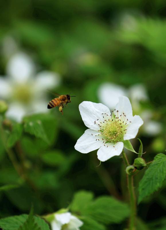 蜜蜂与草莓花图片