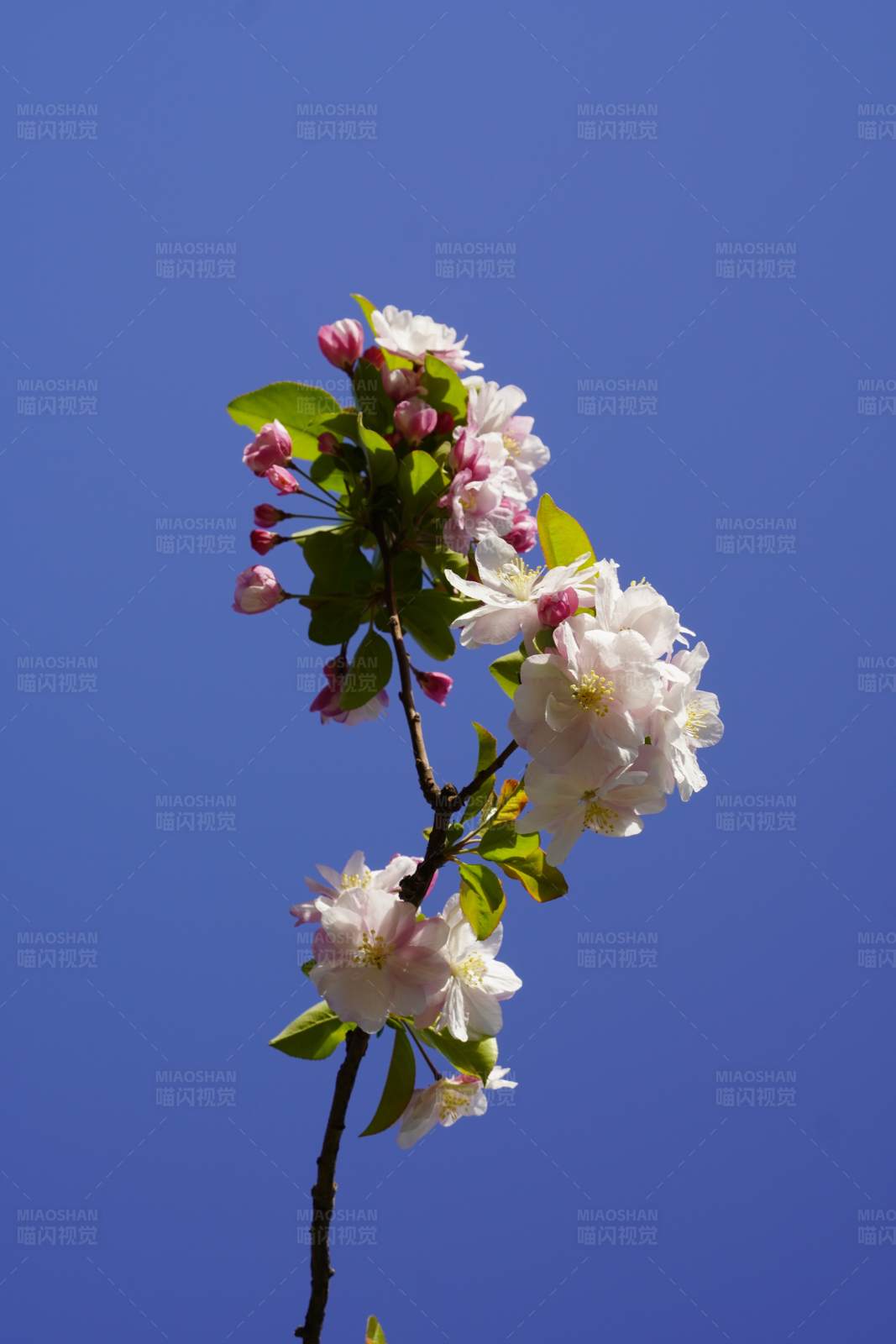 春日海棠花开图片