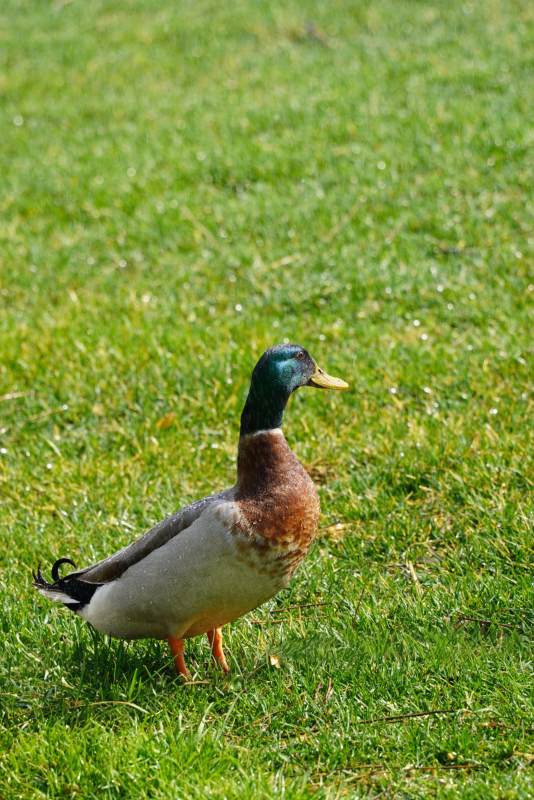 草地上的鸭子图片