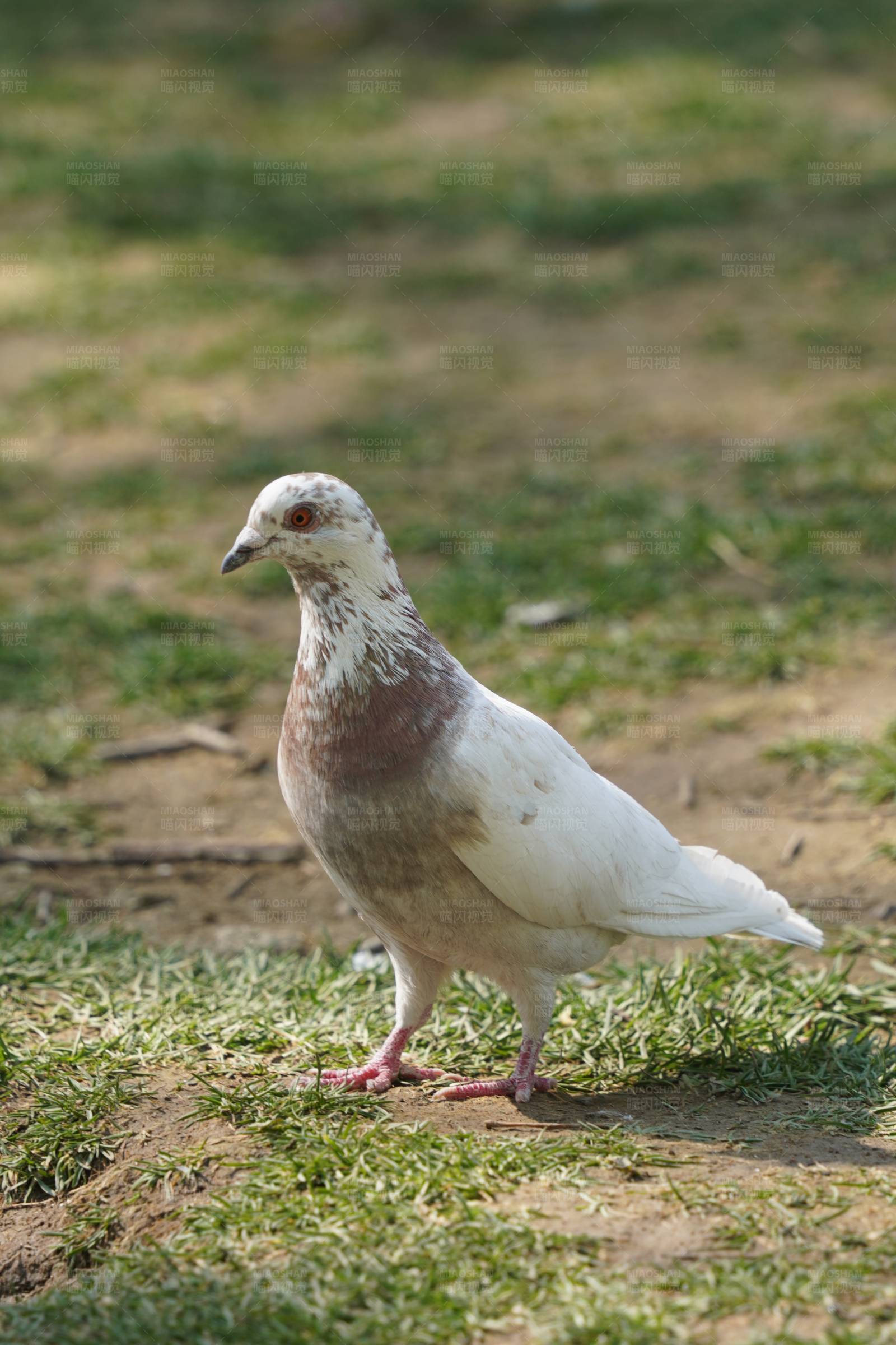 草地上的白鸽图片